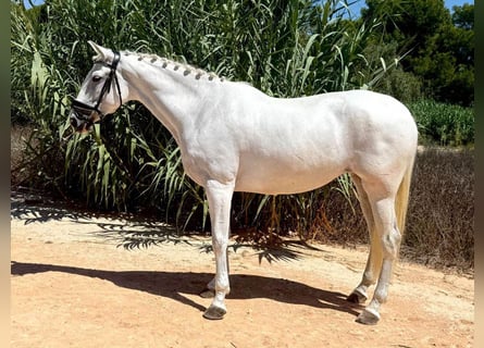 PRE Mestizo, Yegua, 8 años, 163 cm, Tordo