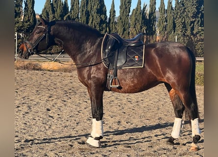 PRE Mestizo, Yegua, 8 años, 164 cm, Castaño oscuro