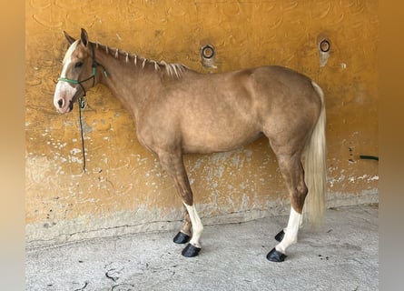 PRE Mestizo, Yegua, 8 años, 164 cm, Palomino