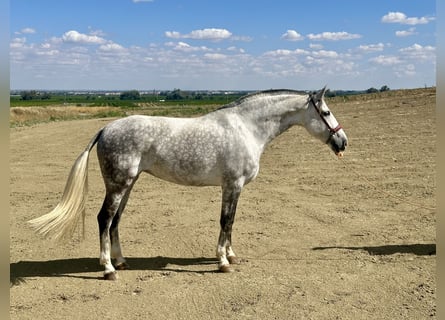 PRE Mestizo, Yegua, 8 años, 167 cm, Tordo