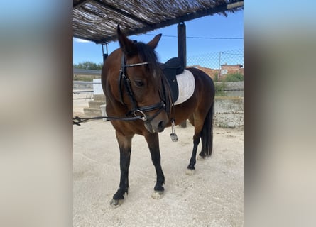 PRE Mestizo, Yegua, 9 años, 118 cm, Castaño rojizo