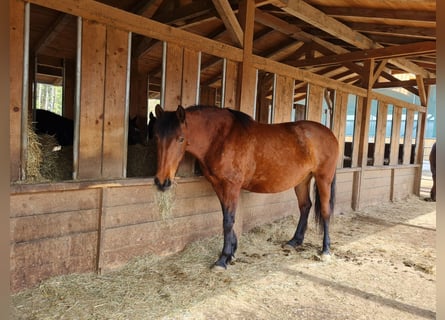 PRE Mestizo, Yegua, 9 años, 150 cm, Castaño