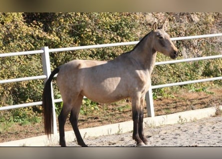 PRE Mestizo, Yegua, 9 años, 157 cm, Buckskin/Bayo