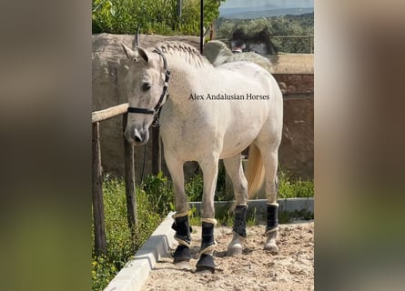 PRE Mestizo, Yegua, 9 años, 160 cm, White/Blanco
