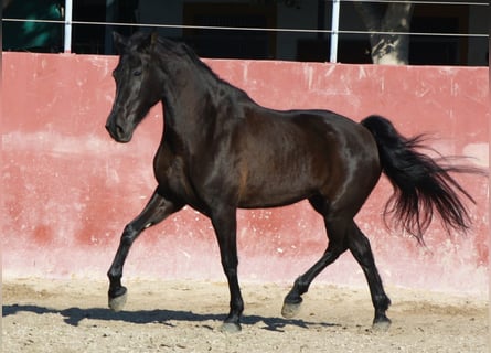 PRE Mestizo, Yegua, 9 años, 162 cm, Negro