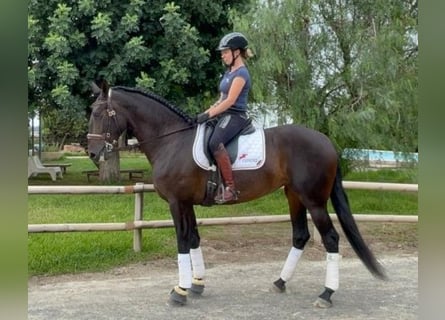 PRE Mestizo, Yegua, 9 años, 164 cm, Castaño rojizo