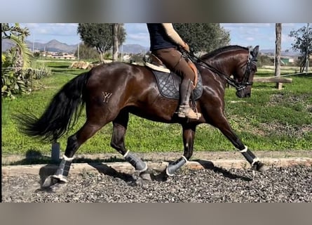 PRE Mestizo, Yegua, 9 años, 167 cm, Castaño