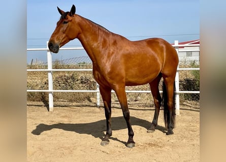PRE Mestizo, Yegua, 9 años, 175 cm, Castaño rojizo