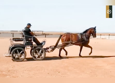 PRE Mestizo, Yegua, 9 años, 176 cm, Castaño