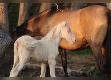 PRE, Yegua, , 135 cm, Cremello
