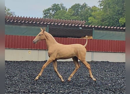 PRE, Yegua, Potro (03/2024), Palomino