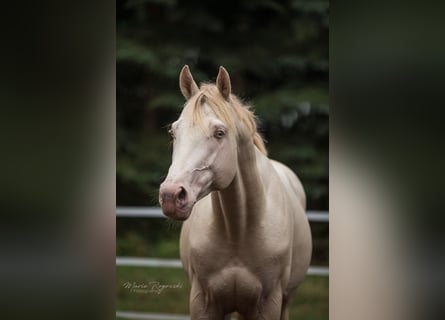 Pur-sang anglais, Étalon, 15 Ans, 160 cm, Perlino