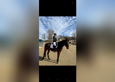 Pur-sang anglais, Hongre, 15 Ans, 165 cm, Bai