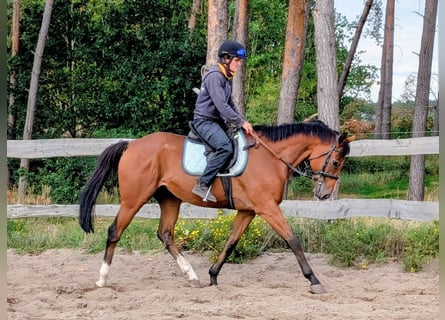 Pur-sang anglais, Hongre, 6 Ans, 166 cm, Bai