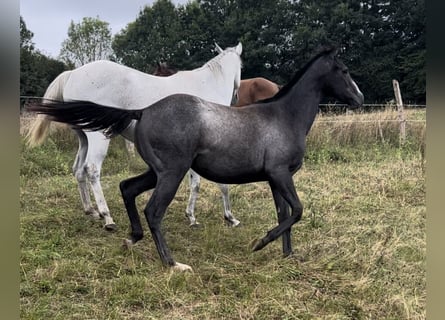 Pur-sang anglais, Jument, 1 Année, Gris