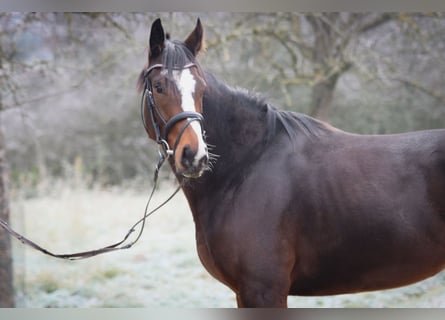 Pur-sang anglais, Jument, 3 Ans, 160 cm, Bai