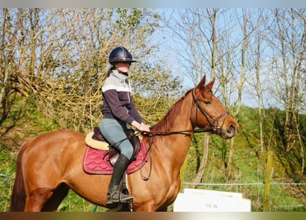 Pur-sang anglais, Jument, 6 Ans, 166 cm, Alezan