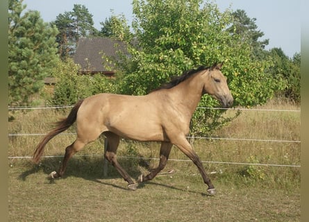 Pur-sang anglais, Jument, 7 Ans, 164 cm, Buckskin