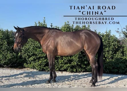 Pur-sang anglais, Jument, 7 Ans, Bai cerise