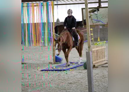 Pur-sang anglais, Jument, 8 Ans, 157 cm, Alezan