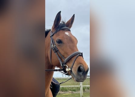 Pur-sang anglais, Jument, 8 Ans, Bai