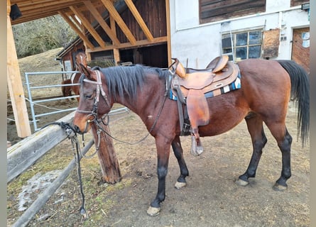 Pur-sang arabe, Étalon, 15 Ans, 148 cm, Bai brun