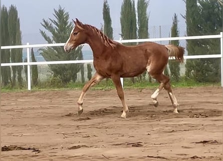 Pur-sang arabe, Étalon, 1 Année, 155 cm, Alezan brûlé