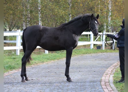 Pur-sang arabe, Étalon, 1 Année, 159 cm, Noir