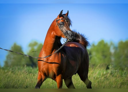 Pur-sang arabe, Étalon, 2 Ans, 153 cm, Bai