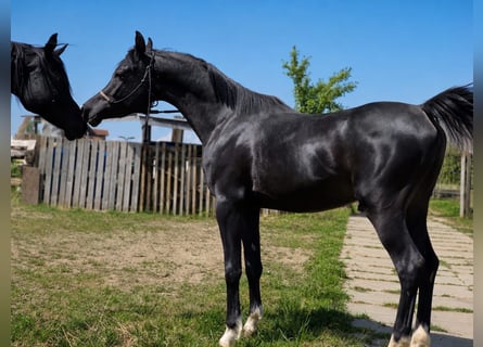 Pur-sang arabe, Étalon, 3 Ans, 150 cm, Noir