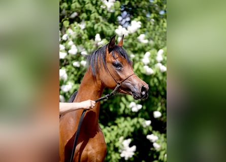 Pur-sang arabe, Étalon, 3 Ans, Bai cerise