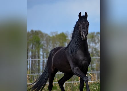 Pur-sang arabe, Étalon, 3 Ans, Noir