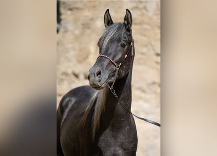 Pur-sang arabe, Étalon, 3 Ans, Peut devenir gris
