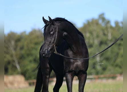 Pur-sang arabe, Étalon, 4 Ans, 150 cm, Noir
