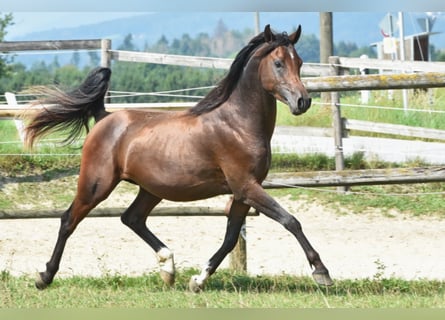 Pur-sang arabe, Étalon, 9 Ans, 154 cm, Bai brun
