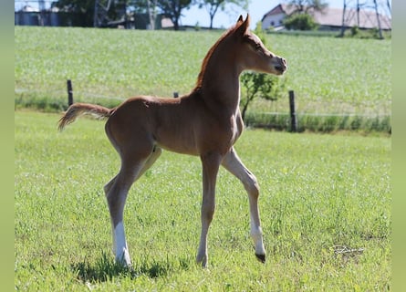 Pur-sang arabe, Étalon, Poulain (05/2026), Alezan