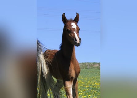 Pur-sang arabe, Étalon, Poulain (04/2026), Bai