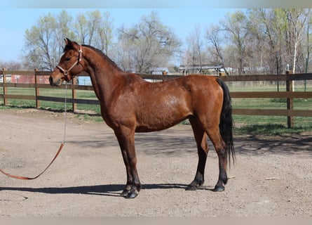 Pur-sang arabe, Hongre, 17 Ans, 152 cm, Bai cerise