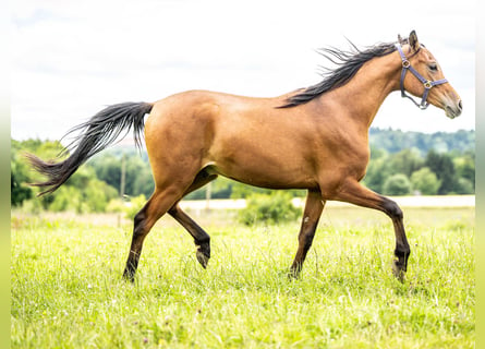 Pur-sang arabe, Hongre, 2 Ans, 150 cm, Bai