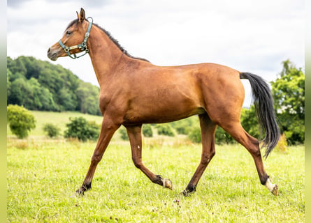 Pur-sang arabe, Hongre, 2 Ans, 151 cm, Bai