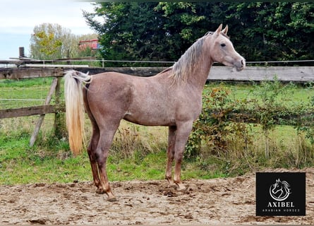 Pur-sang arabe, Hongre, 2 Ans, 155 cm, Gris moucheté