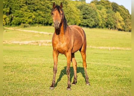 Pur-sang arabe, Hongre, 3 Ans, 151 cm, Bai