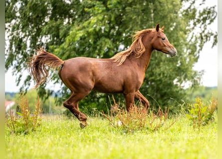 Pur-sang arabe, Hongre, 3 Ans, 152 cm, Alezan