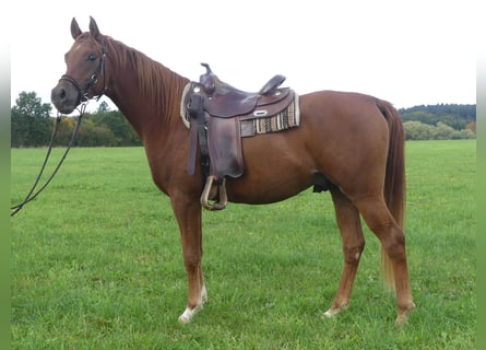 Pur-sang arabe, Hongre, 3 Ans, 154 cm, Alezan