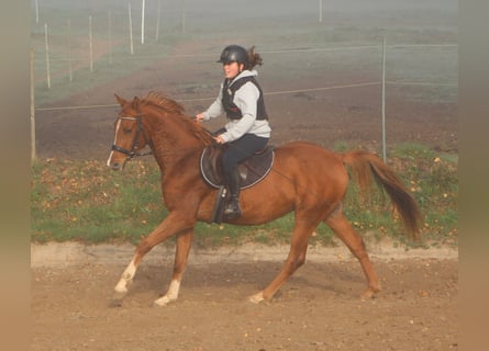 Pur-sang arabe, Hongre, 3 Ans, 156 cm, Alezan