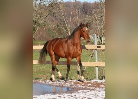 Pur-sang arabe, Hongre, 3 Ans, 157 cm, Bai
