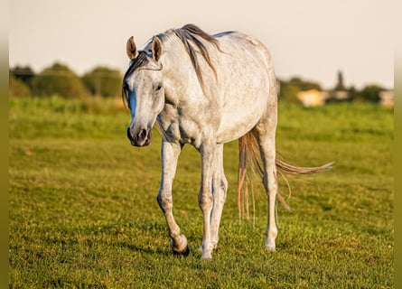 Pur-sang arabe, Hongre, 4 Ans, 151 cm, Gris