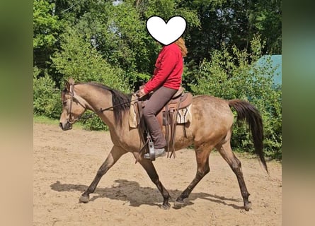 Pur-sang arabe, Hongre, 4 Ans, 153 cm, Buckskin
