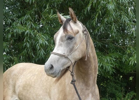 Pur-sang arabe, Hongre, 4 Ans, 156 cm, Gris