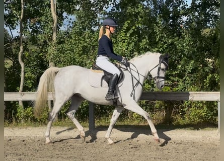 Pur-sang arabe, Hongre, 6 Ans, 148 cm, Gris